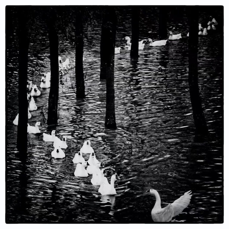 Gaoyou Ducks - 5b59cf07b3d9a187e37a7618aa5d1392_